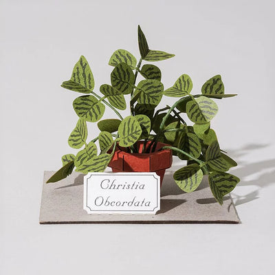 PUZZLE 3D PAPEL -KIT DIY plantita / Christia Obcordata  🌱