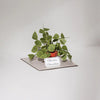 PUZZLE 3D PAPEL -KIT DIY plantita / Christia Obcordata  🌱