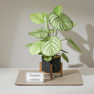 PUZZLE 3D PAPEL -KIT DIY / CALATHEA ORBIFOLIA 🍃