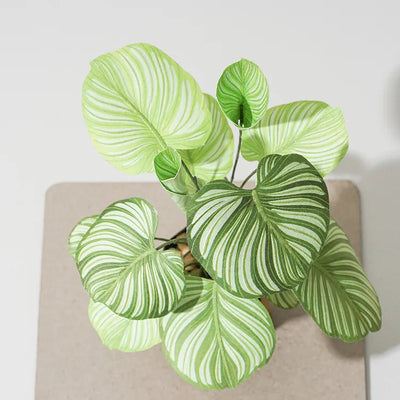 PUZZLE 3D PAPEL -KIT DIY / CALATHEA ORBIFOLIA 🍃