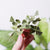 PUZZLE 3D PAPEL -KIT DIY plantita / Christia Obcordata  🌱